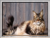 Ogon, Uniesiony, Kot, Leżący, Maine coon