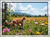 Rudy, Kot, Łąka, Ogrodzenie