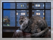 Okno, Koc, Kot norweski leśny, Parapet