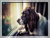 Okno, Smutny, Springer spaniel