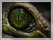 Oko, Krokodyla