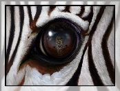 Oko, Lampart, Zebra, Odbicie
