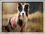 Okrycie, Szelki, Łąka, Border collie, Trawa