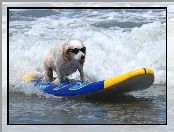Okulary, Surfing, Piesek, Morze