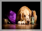 Okulary, Kapelusz, Golden retriever, Butelka