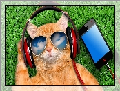 Okulary, Kot, Śmieszne, Trawa, Słuchawki, Telefon