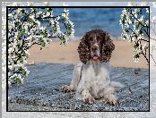 Gałązki, Okwiecone, Springer spaniel angielski, Pies, Deski