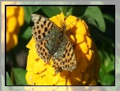 Żółta, Cynia, Perłowiec malinowiec, Motyl, Kwiat