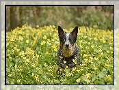 Kwiaty, Żółte, Australian cattle dog, Pies, Łąka