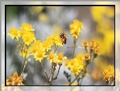 Pszczoła, Żółte, Kwiaty