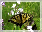 Motyl, Żółty, Czarny