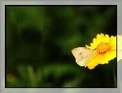Motyl, Żółty, Kwiatek