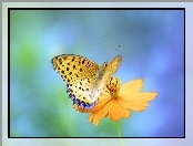 Tło, Żółty, Żółty, Niebiesko, Zielone, Motyl, Kwiat