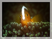 Orange skunk clownfish, Rybka, Błazenek