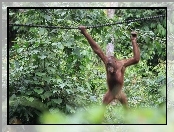 Lina, Orangutan, Dżungla
