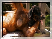 Przyjaciele, Orangutan, Pies