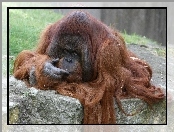Orangutan, Sierść, Zamyślony, Długa