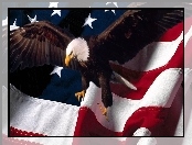 Bielik amerykański, Flaga, USA