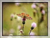Oset, Motyl
