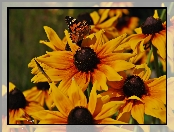 Osetnik, Rusałka, Rudbekie, Kwiaty, Motyl