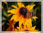 Osetnik, Rusałka, Rudbekia, Żółta, Motyl
