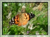 Rusałka Osetnik, Motyl