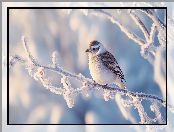 Ptak, Gałązka, AI, Ośnieżona