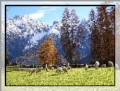 Pastwisko, Ośnieżone, Jesień, Drzewa, Owce, Góry, Szczyty