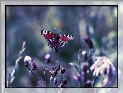 Makro, Pawik, Motyl, Osty, Rusałka