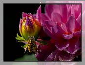 Dalia, Kwiat, Pszczoła, Owad