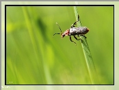Źdźbło, Owad, Robak