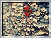 Kamienie, Owad, Motyl