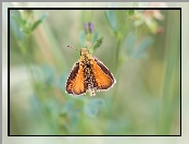 Owad, Motyl, Karłątek leśny