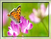 Kwiat, Owad, Motyl