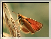 Owad, Karłątek Leśny, Motyl