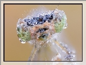 Macro, Owad, Krople