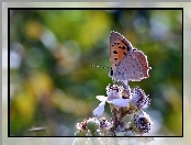 Owad, Kwiaty, Makro, Motyl