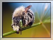Owad, Makro