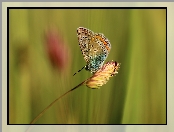 Owad, Motyl, Modraszek adonis