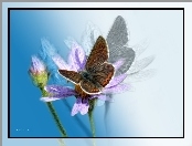 Owad, Grafika, Motyl, Kwiat