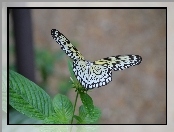 Owad, Liście, Motyl, Roślina