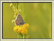 Owad, Kwiaty, Modraszek, Motyl, Żółte