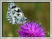 Motyl, Oset, Owad, Polowiec szachownica