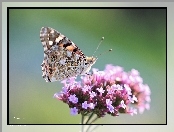 Owad, Rusałka Osetnik, Motyl