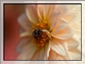 Owad, Kwiat, Pszczoła, Dalia