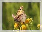 Owad, Strzępotek Ruczajnik, Motyl