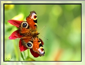 Owad, Motyl, Rusałka Pawik