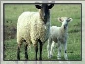 Owca, Owieczka