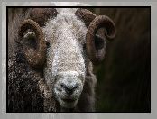 Rogi, Owca, Herdwick