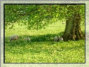 Drzewo, Owce, Łąka